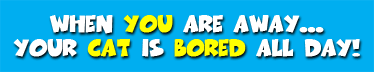 catdvd banner